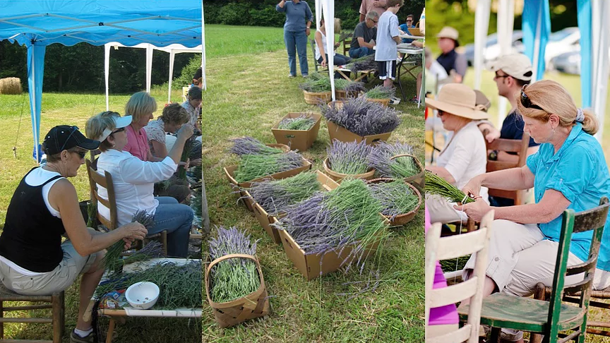 người dân tham gia thu hoạch hoa lavender