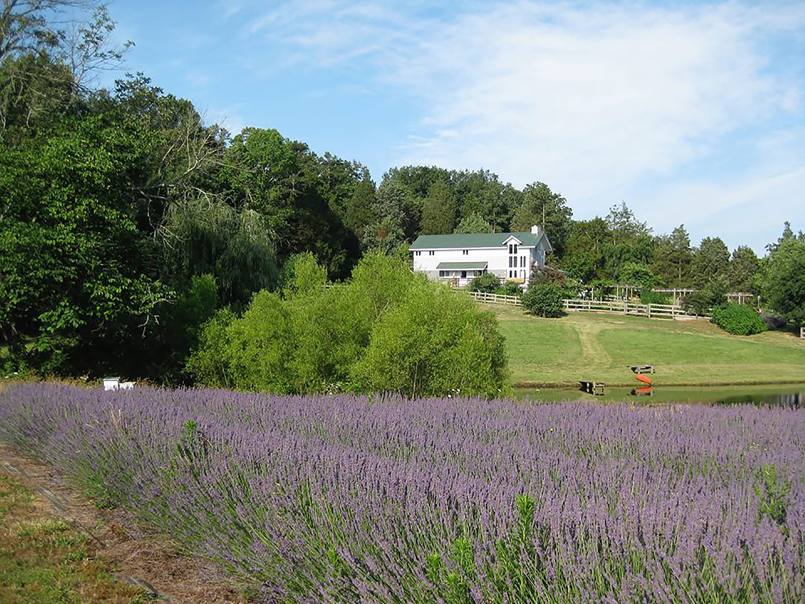 Bluebird-Hill-Farm-Lavender-Field