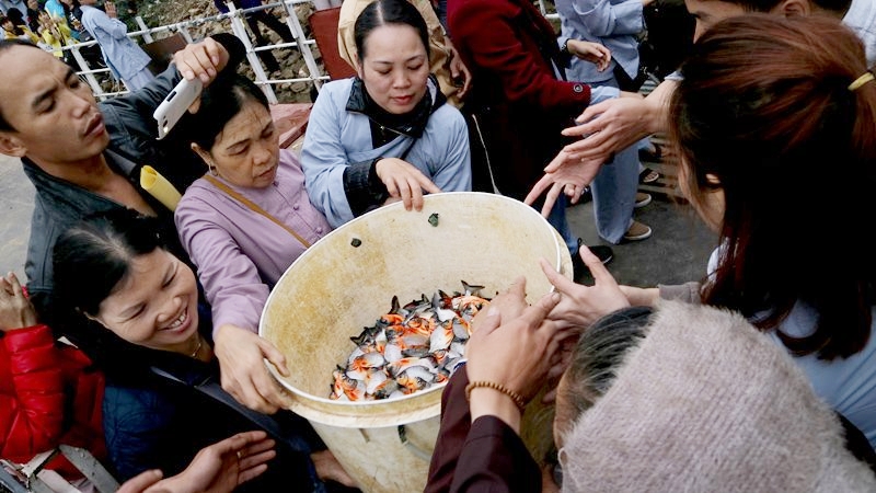 phóng sinh cá chim trắng