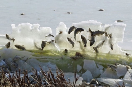 Hiện tượng lạ: Cá bị đóng băng trong ‘không khí’