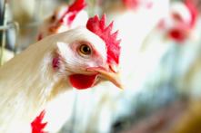 Trung Quốc loan báo bệnh nhân đầu tiên bị nhiễm virus cúm gia cầm H10N3