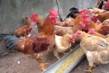 TP.HCM cảnh báo dịch cúm gia cầm: Gần 160 điểm kinh doanh gia cầm sống trái phép