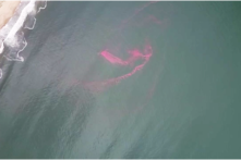 Nghi ngại dải nước đỏ trên biển Đà Nẵng là… trứng ruốc?