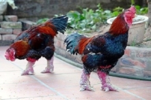 Gà Đông Tảo chết hàng loạt ở Hưng Yên, chưa xác định được nguyên nhân