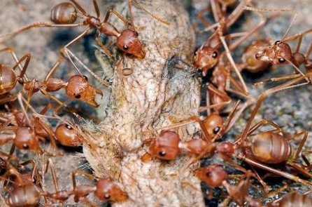 Bí ẩn vòng luẩn quẩn chết chóc của kiến quân đội (video)