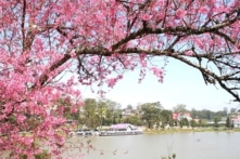 Đà Lạt: Hủy lễ hội hoa anh đào vì hoa chưa nở