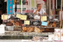 Lo ngại vi rút cúm gia cầm xâm nhiễm vào Việt Nam, Bộ NN-PTNT ra công điện khẩn