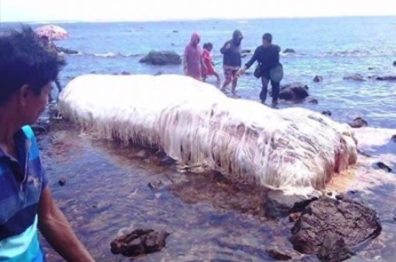 Sinh vật màu trắng khổng lồ trôi dạt vào bờ biển Philippines sau động đất (video)