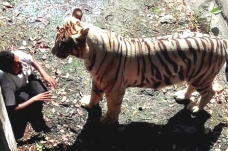 Chúng ta phải làm gì nếu bị rơi vào chuồng hổ?