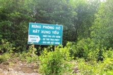 Cà Mau: 4ha rừng phòng hộ rất xung yếu chết do úng nước
