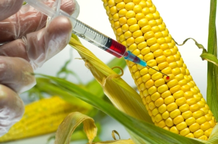 Thực phẩm biến đổi gen liệu có an toàn đối với con người?