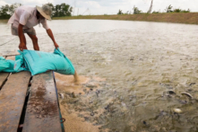 Năm 2016, số mẫu thủy sản chứa hóa chất, kháng sinh cấm tăng hơn 2%