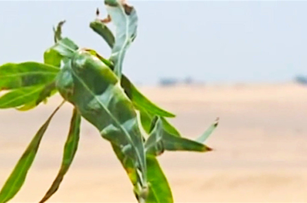 Ai Cập trồng rừng trên sa mạc nhờ tận dụng… nước cống