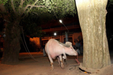 Yên Bái sẽ bỏ tục treo cổ trâu đến chết ở lễ hội Đông Cuông