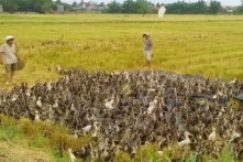 Nghệ An: Buộc tiêu hủy gần 500 con vịt do nhiễm H5N1