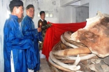 Quảng Ngãi: Dành hơn 14 tỷ đồng khôi phục hai bộ xương cá voi