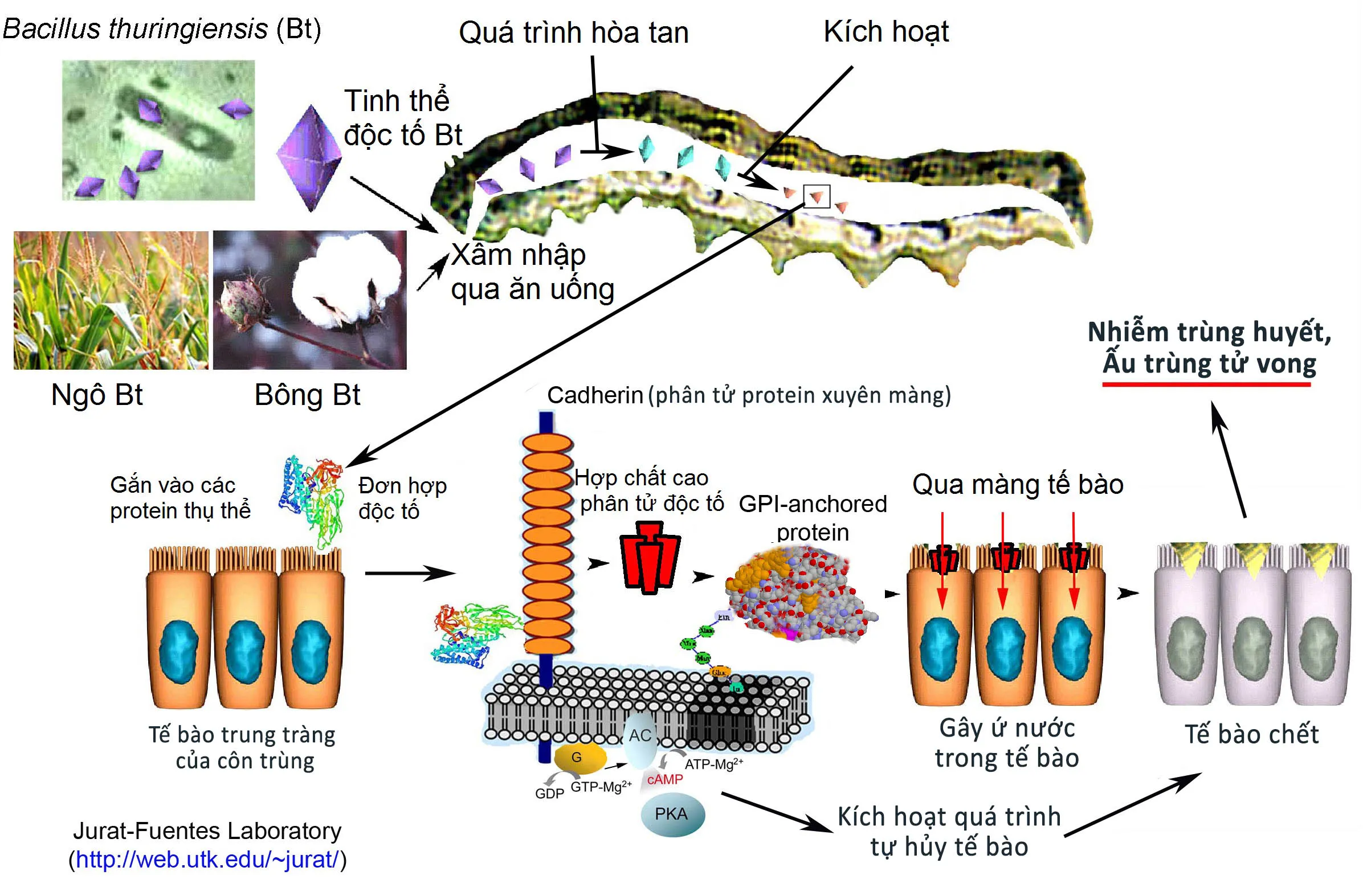 Minh họa hoạt động của chất độc Bt trong cơ thể người (ảnh: web.utk.edu)