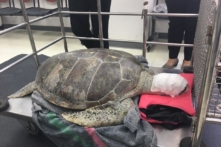 Thái Lan: Chú rùa Omsin qua đời vì nuốt phải 915 đồng xu cầu may của du khách