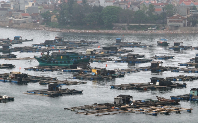 cá chết nghi sơn