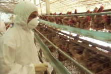 Tiêu hủy hơn 900 con gà nhiễm H5N1 tại Hậu Giang