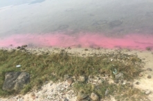Sở TN-MT Thừa Thiên Huế: Dải nước màu đỏ là do tảo nở hoa