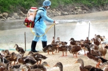 Thứ trưởng Bộ Y tế đề xuất nâng mức cảnh báo dịch cúm A/H7N9