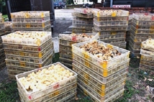 Dịch cúm gia cầm tiến sát biên giới: Quảng Ninh phát hiện 12.000 con gà giống nhập lậu từ TQ