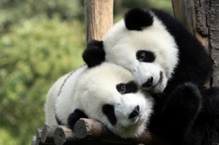 Lý do gấu trúc là một trong những loài động vật đáng yêu nhất thế giới (Video)