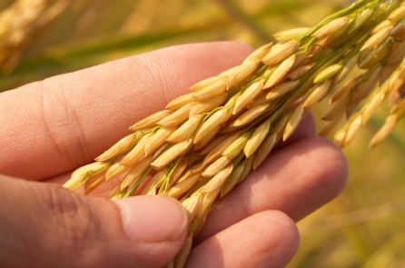 93% hạt giống hoa màu và trái cây đã tuyệt chủng trong 80 năm qua