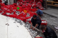 Thị trấn Nghèn-Hà Tĩnh: Người dân gom hơn 2 tấn cá giúp tài xế xe tải bị lật