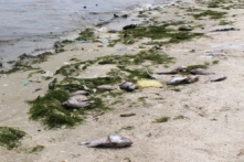 ‘Sự cố’ xả thải từ nhà máy Đường, hàng tấn thủy sản chết hàng loạt