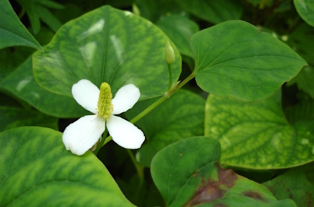 Rau diếp cá và câu chuyện về Việt Vương Câu Tiễn