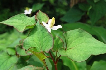 12 bài thuốc đơn giản từ rau diếp cá – ‘thần dược’ bổ phổi, trị phế ung