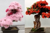 tac pham bonsai