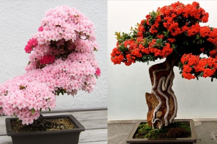 Chiêm ngưỡng 30+ tác phẩm bonsai tuyệt mỹ trên khắp thế giới (P.2)