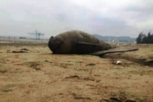 Xác hai con cá heo cùng trôi dạt vào bờ biển Thanh Hóa