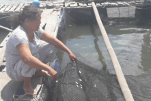 Hàng ngàn cá, tôm nuôi lồng bè tiếp tục chết trên sông Chà Và (Bà Rịa-Vũng Tàu)