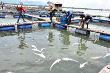 Bà Rịa – Vũng Tàu tìm cách ngăn nước thải chảy ra sông Chà Và