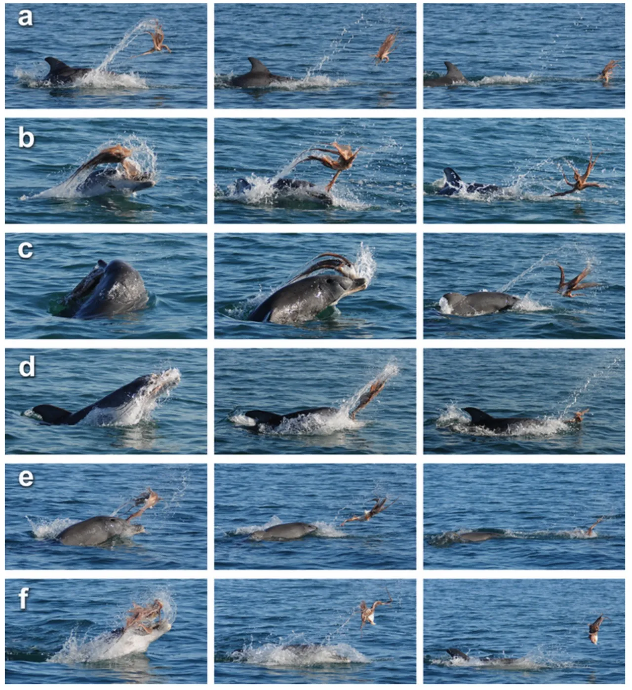 Các tư thế chiến đấu của cá heo và bạch tuộc (ảnh: Marine Mammal Science)