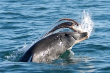 Vì sao cá heo phải ‘đập nhừ tử’ bạch tuộc trước khi ăn? (Video)