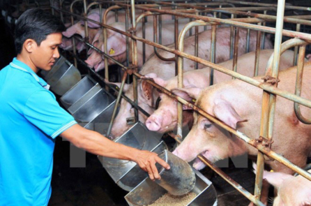 Phát hiện chủng virus cúm lợn mới ở Trung Quốc có khả năng gây đại dịch