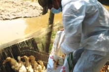 Dịch cúm gia cầm: Thừa Thiên Huế tiêu hủy hơn 6.500 con vịt nhiễm cúm A/H5N6