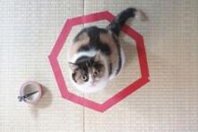 Vì sao mèo sẽ ngồi vào nếu thấy một ô vuông trên nền nhà?