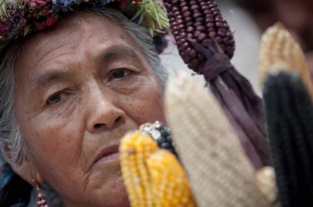 Monsanto (P2): Lũng đoạn chính sách và thị trường thực phẩm biến đổi gen