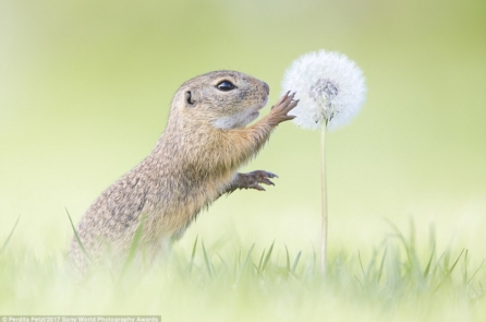 Thiên nhiên tuyệt diệu qua lăng kính của các Nhiếp ảnh gia Thế giới Sony 2017