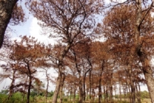 Gia Lai: Khởi tố, bắt tạm giam Trưởng BQL rừng phòng hộ Bắc Biển Hồ