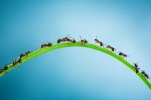 12 cách đuổi kiến tự nhiên vô cùng hiệu quả