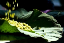 Nghề cổ đất Việt – Kỳ 5: Cốm làng Vòng – Hương cốm gọi mùa thu