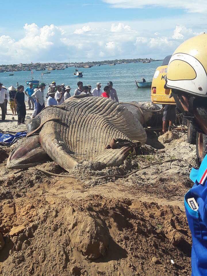 ca voi dat vao bo bien mui ne binh thuan 5