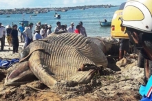 Bình Thuận: An táng cá voi 15 tấn chết dạt vào biển Mũi Né